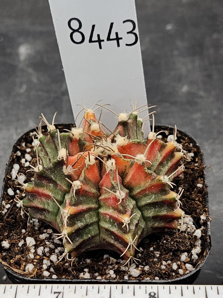 Gymnocalycium Mihanovichii Variegated Cactus Faded Christmas Colors #8443 in 2.75" Pot - Image 3