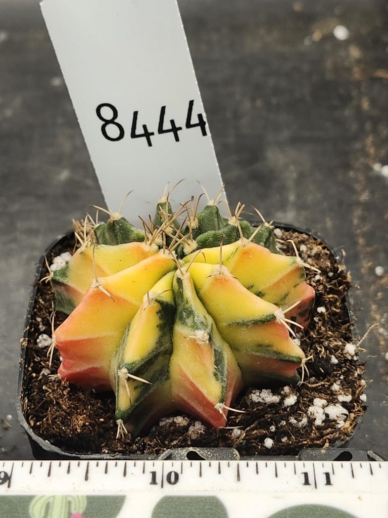 Gymnocalycium Mihanovichii Variegated Cactus Odd Unique Shaped Ribs #8444 in 2.75" Pot - Image 3