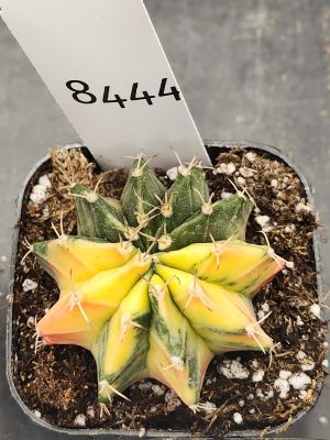 Gymnocalycium Mihanovichii Variegated Cactus Odd Unique Shaped Ribs #8444 in 2.75" Pot