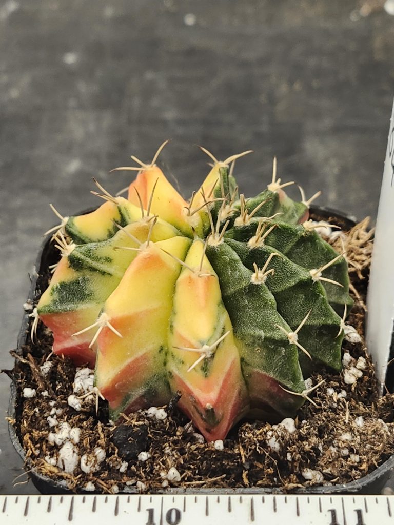 Gymnocalycium Mihanovichii Variegated Cactus Odd Unique Shaped Ribs #8444 in 2.75" Pot - Image 2