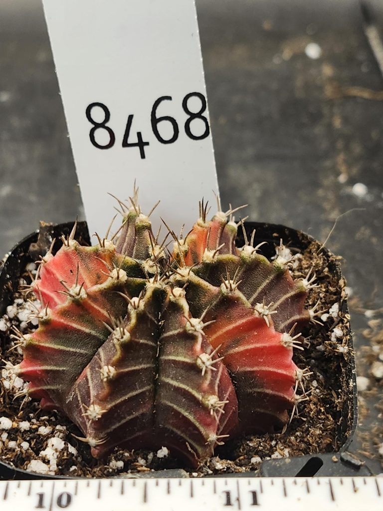 Gymnocalycium Mihanovichii Variegated Cactus Pink and Purple Dream #8468 in 2.75" Pot - Image 3