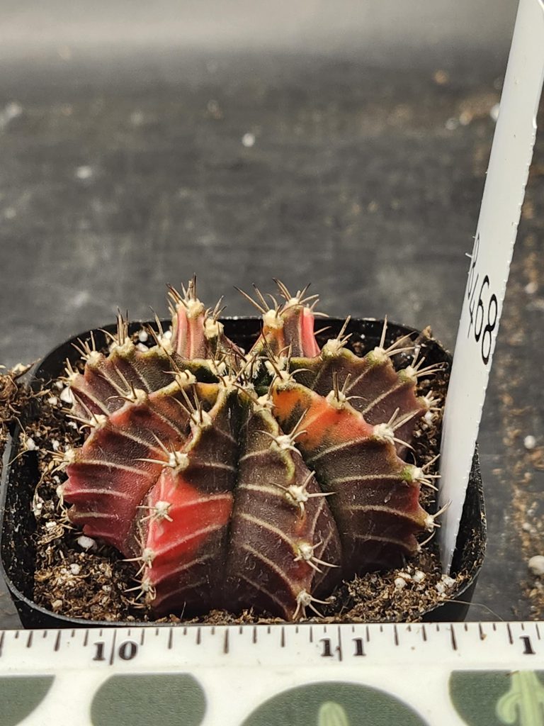 Gymnocalycium Mihanovichii Variegated Cactus Pink and Purple Dream #8468 in 2.75" Pot - Image 2