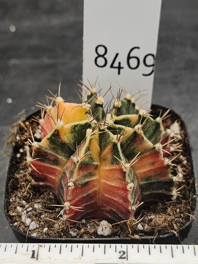Gymnocalycium Mihanovichii Variegated Cactus Orange and Pink with Deep Green Sections #8469 in 2.75" Pot - Image 3