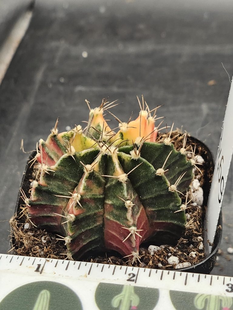 Gymnocalycium Mihanovichii Variegated Cactus Orange and Pink with Deep Green Sections #8469 in 2.75" Pot - Image 2