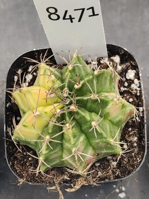 Gymnocalycium Mihanovichii Variegated Cactus Light Lime Green and Pale Yellow #8471 in 2.75" Pot