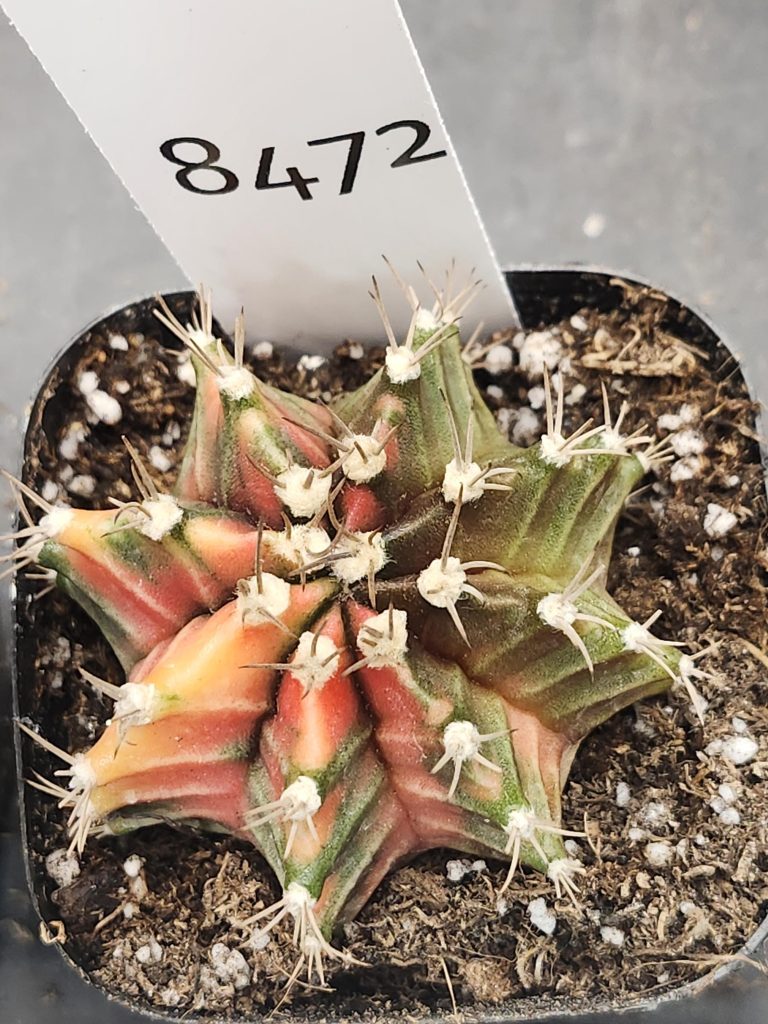 Gymnocalycium Mihanovichii Variegated Cactus Peach and Olive Green Mix #8472 in 2.75" Pot