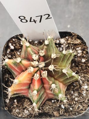 Gymnocalycium Mihanovichii Variegated Cactus Peach and Olive Green Mix #8472 in 2.75" Pot