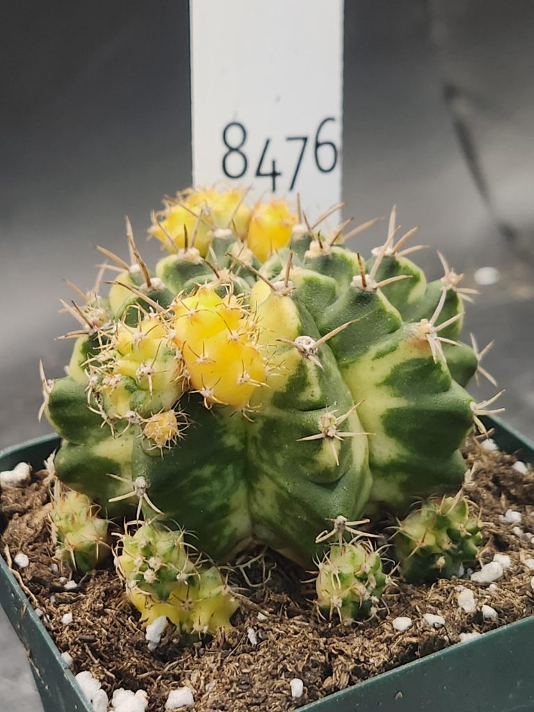 Gymnocalycium Mihanovichii Moon Love Clone #8476 in 3.5" Pot - Image 2