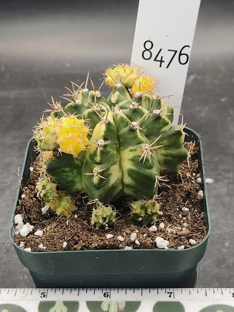 Gymnocalycium Mihanovichii Moon Love Clone #8476 in 3.5" Pot - Image 3