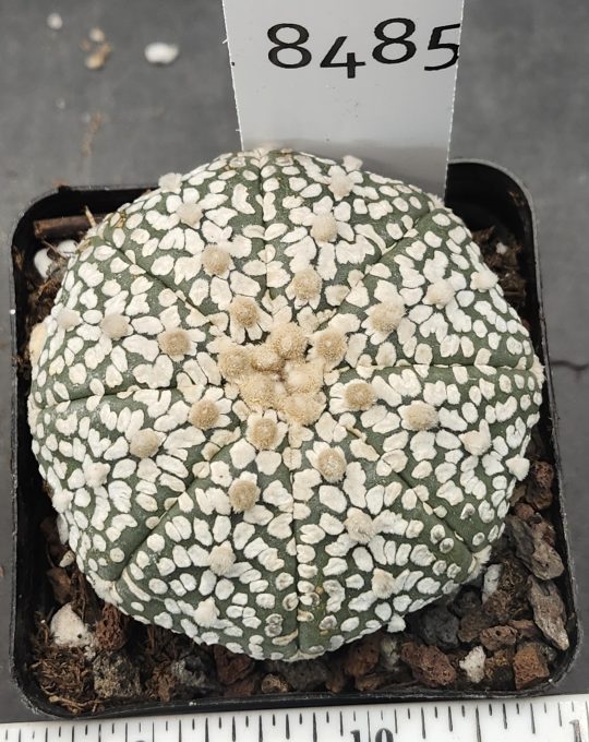 Astrophytum Cactus Beautiful #8485 Gorgeous Round Flocking Covered, Large Live Cacti HUGE - 2.75 inch pot