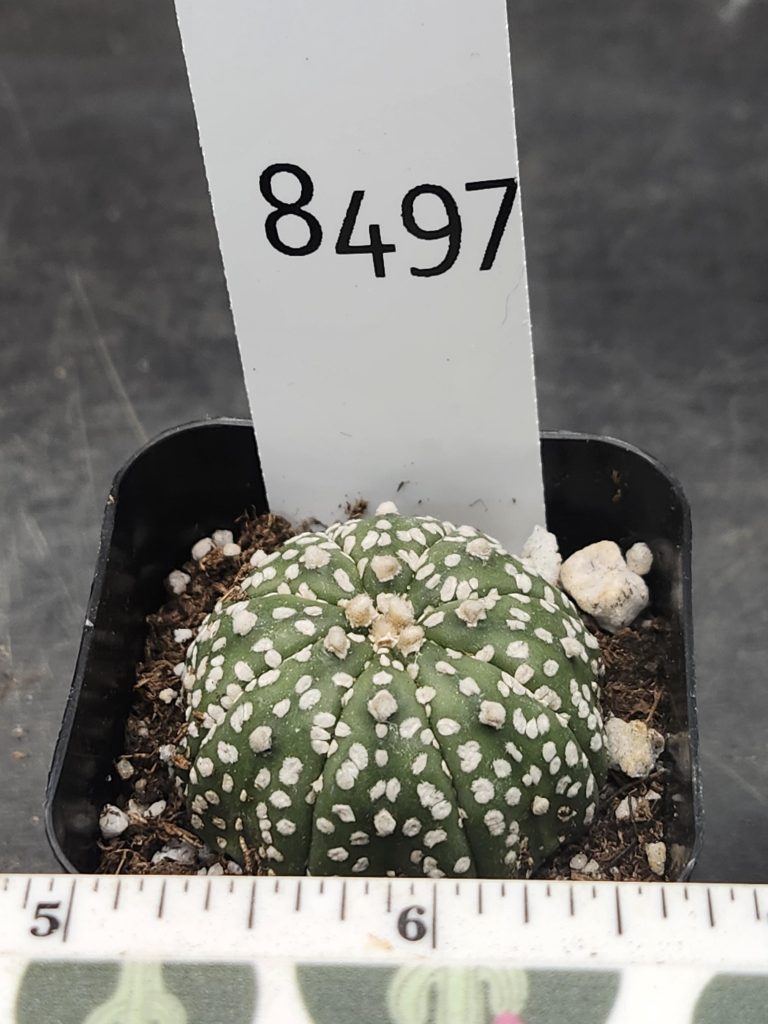 Astrophytum Beautiful Unique Light Flocking Cactus Beautiful #8497 Live Cacti - 2 inch pot - Image 3