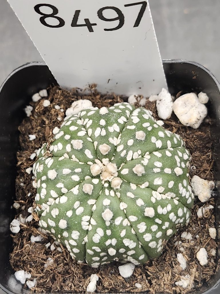 Astrophytum Beautiful Unique Light Flocking Cactus Beautiful #8497 Live Cacti - 2 inch pot