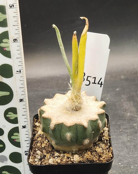 Rare Variegated Astrophytum Caput Medusae Grafted onto Ferocactus Peninsulae Scion - Collector's Gem, Bare Root, shown in 3.25" pot, #8514