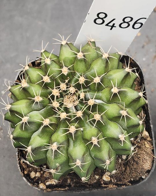 Gymnocalycium Cristata Unique Shape Cactus Unique Rare Special Cacti Beautiful #8486