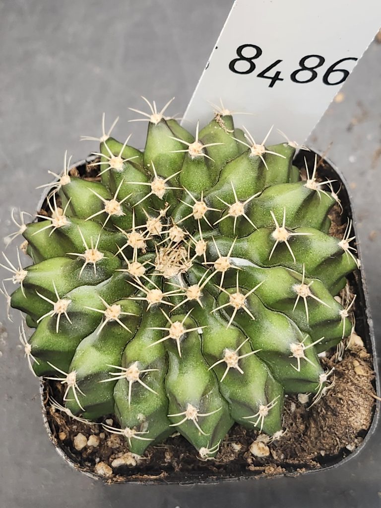 Gymnocalycium Cristata Unique Shape Cactus Unique Rare Special Cacti Beautiful #8486