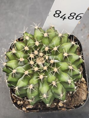 Gymnocalycium Cristata Unique Shape Cactus Unique Rare Special Cacti Beautiful #8486