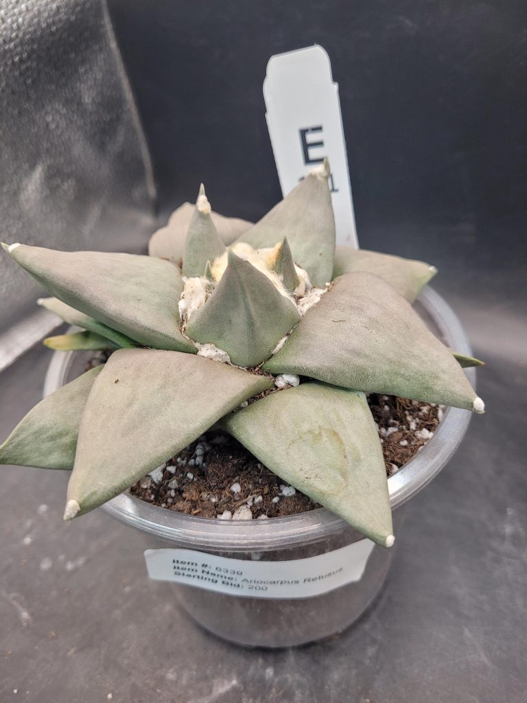 Rare Ariocarpus Retusus – 5” Wide, Well-Developed Specimen, Ships Bare Root #E-101 - Image 2