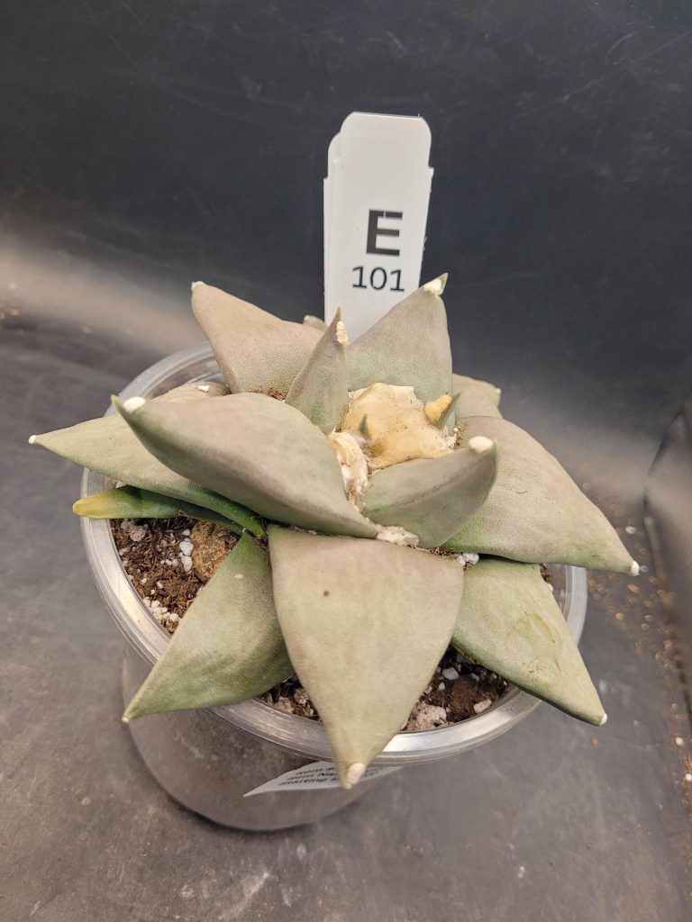 Rare Ariocarpus Retusus – 5” Wide, Well-Developed Specimen, Ships Bare Root #E-101 - Image 5