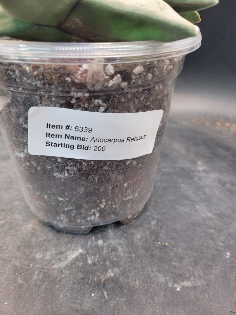 Rare Ariocarpus Retusus – 5” Wide, Well-Developed Specimen, Ships Bare Root #E-101 - Image 4