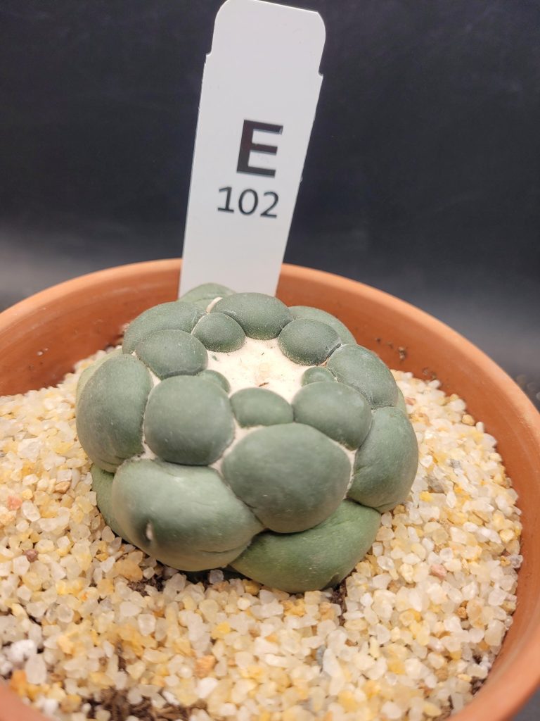 Coryphantha Elephantidens Inermis Seed Grown (NOT DEGRAFT) Cactus Shipped Bare Root, Unique Elephant Tooth #E102 - Image 5