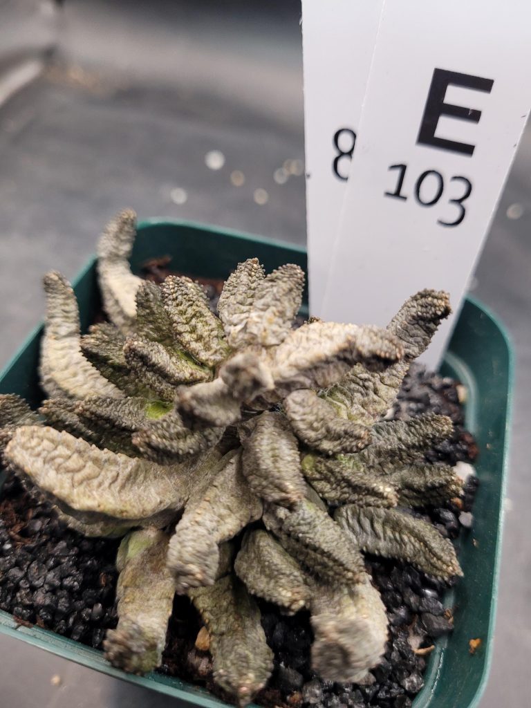 Pseudolithos McCoyi – Ultra-Rare Exotic Succulent, Ships Bare Root #E103