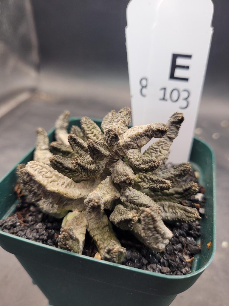 Pseudolithos McCoyi – Ultra-Rare Exotic Succulent, Ships Bare Root #E103 - Image 6