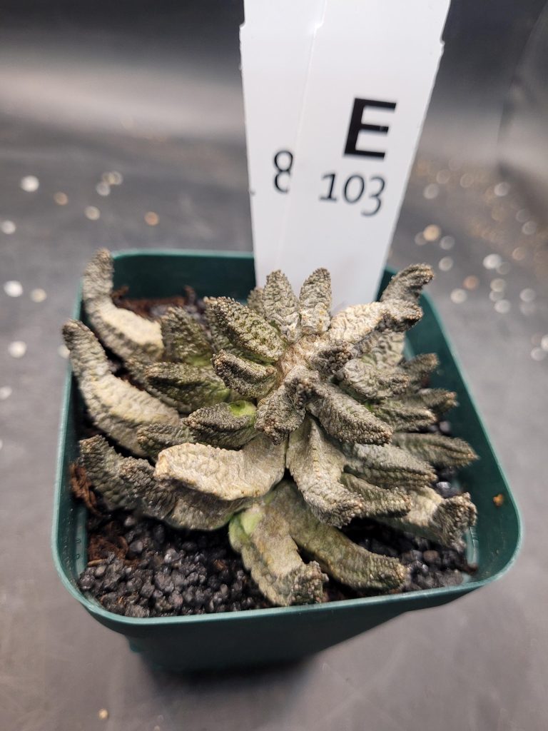 Pseudolithos McCoyi – Ultra-Rare Exotic Succulent, Ships Bare Root #E103 - Image 4
