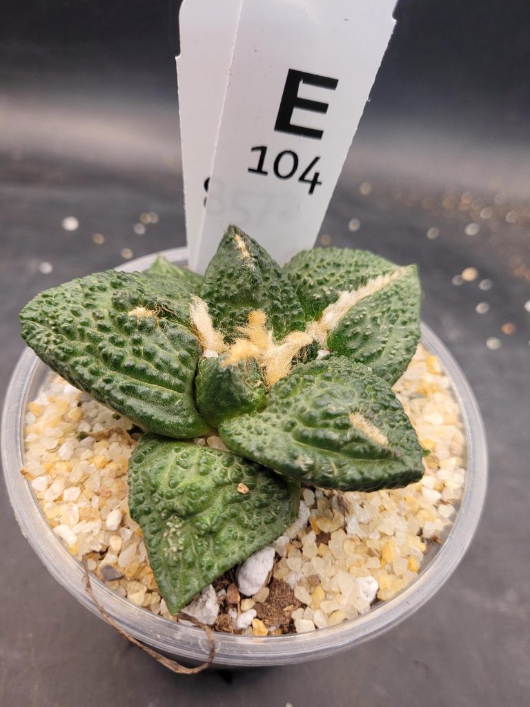 Ario ariocactus “Godzilla” – Rare and Spectacular Collector’s Cactus (5” Pot, Ships Bare Root) #E104 - Image 3