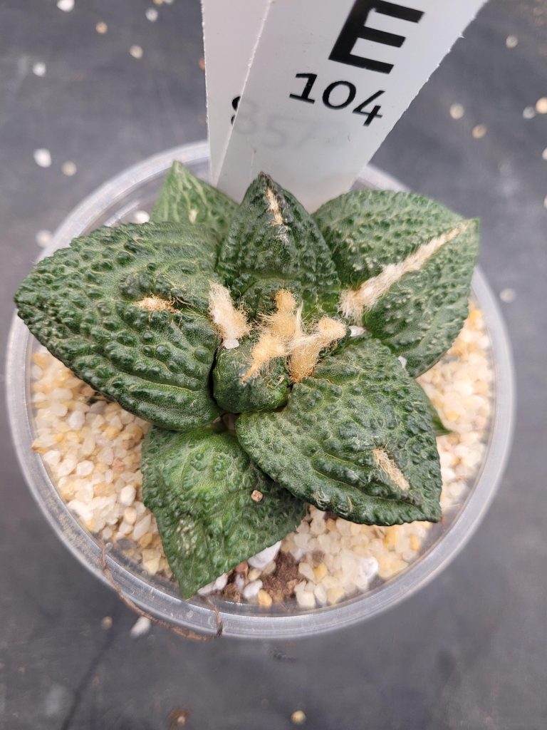 Ariocarpus Fissuratus ‘Godzilla’ Cactus: Description & Care Guide