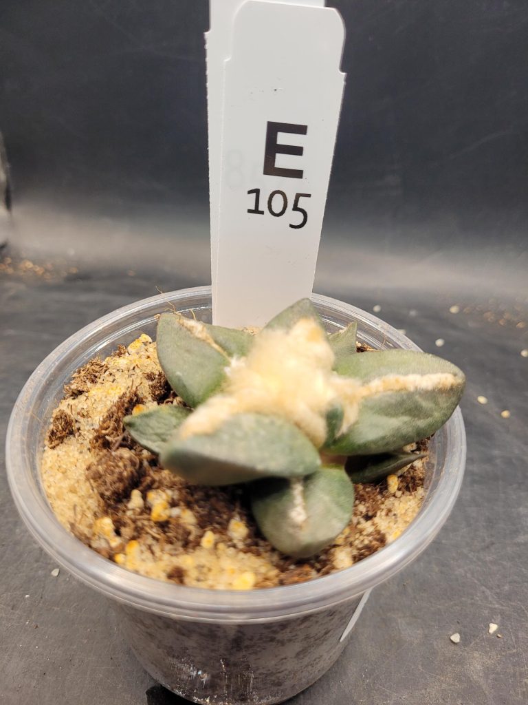 Ario ariocactus Fissuratus “Godzilla” x Ario “Maruibo” Hybrid – Rare Collector’s Cactus in a 5-Inch Pot, Ships Bare Root #E105 - Image 2