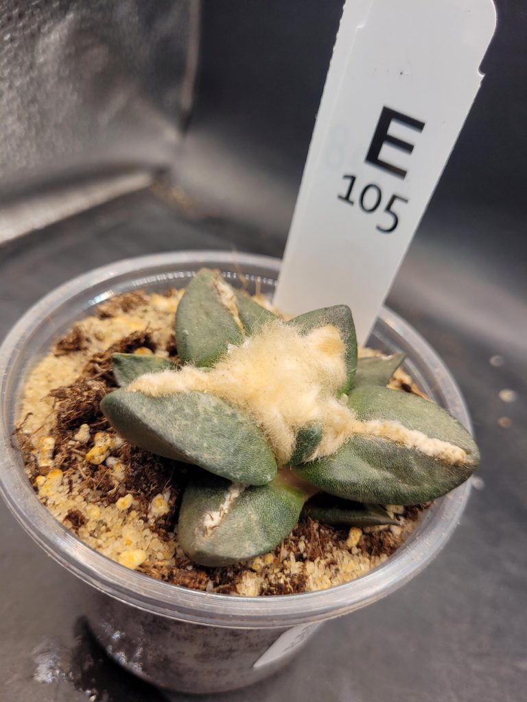 Ario ariocactus Fissuratus “Godzilla” x Ario “Maruibo” Hybrid – Rare Collector’s Cactus in a 5-Inch Pot, Ships Bare Root #E105 - Image 6
