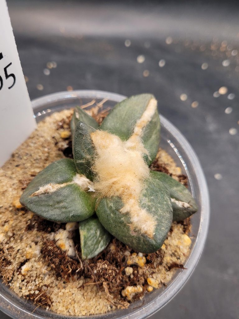 Ario ariocactus Fissuratus “Godzilla” x Ario “Maruibo” Hybrid – Rare Collector’s Cactus in a 5-Inch Pot, Ships Bare Root #E105 - Image 8