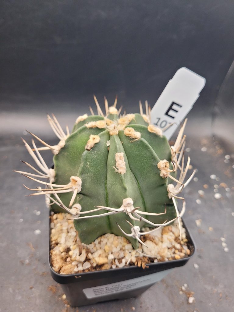 Astrophytum Capricorne – The Striking “Goat’s Horn” Cactus Large Bare Root Cactus Beautiful Unique #E107 - Image 3
