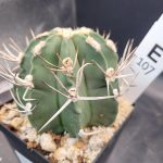 astrophytum capricorne