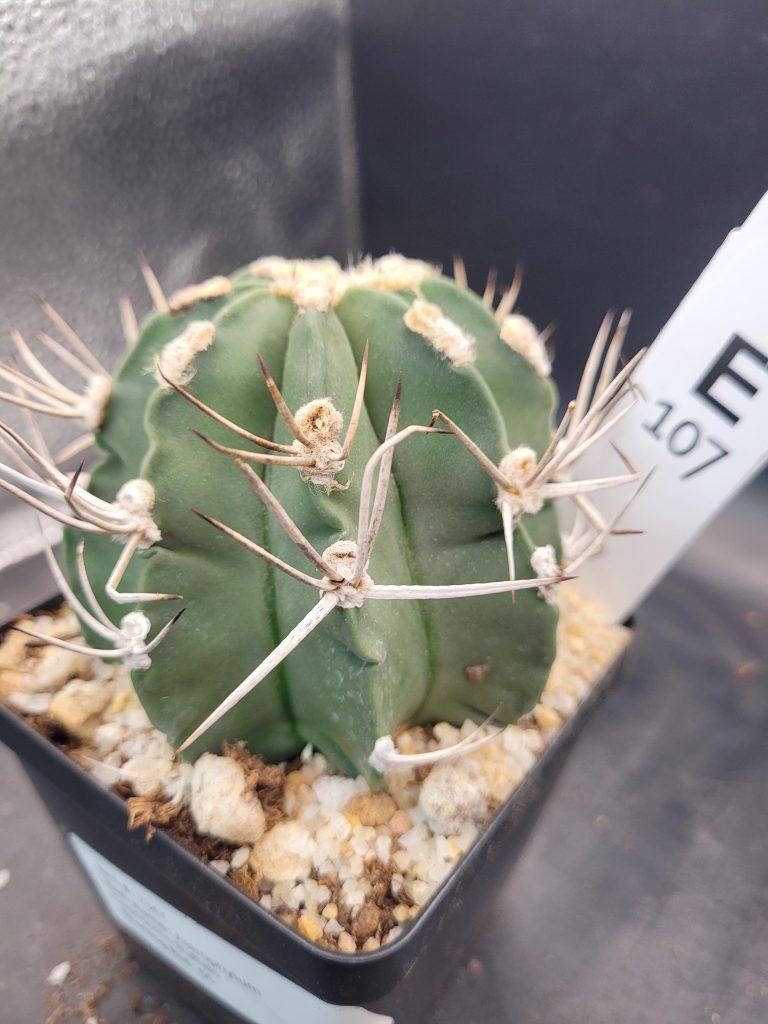 astrophytum capricorne