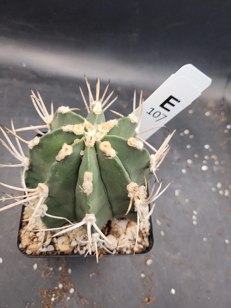 Astrophytum Capricorne – The Striking “Goat’s Horn” Cactus Large Bare Root Cactus Beautiful Unique #E107