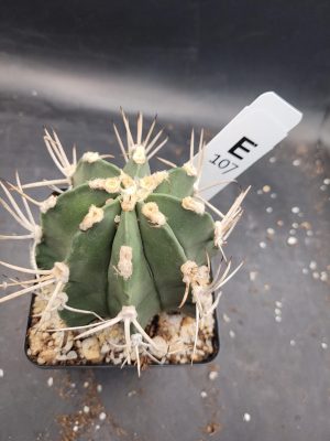 Astrophytum Capricorne – The Striking “Goat’s Horn” Cactus Large Bare Root Cactus Beautiful Unique #E107