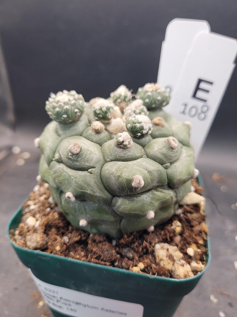 Astrophytum Kikko Large With Pups Unique Stunning Cactus Beautiful #E108 Live Cacti - 3.5 inch pot