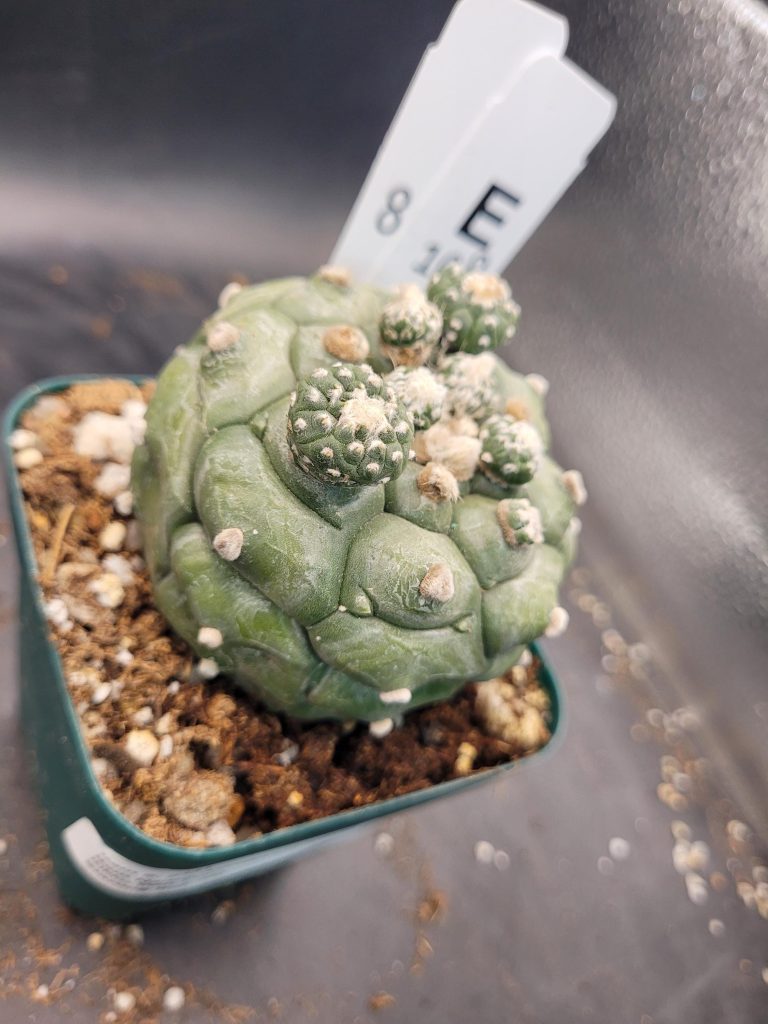 Astrophytum Kikko Large With Pups Unique Stunning Cactus Beautiful #E108 Live Cacti - 3.5 inch pot - Image 4