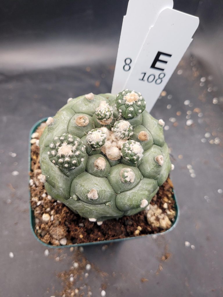 Astrophytum Kikko Large With Pups Unique Stunning Cactus Beautiful #E108 Live Cacti - 3.5 inch pot - Image 7