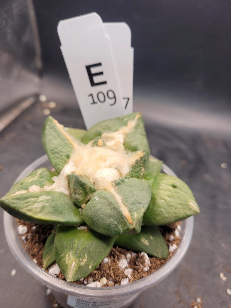 Ario ariocactus “Godzilla” – Rare and Spectacular Collector’s Cactus (5” Pot, Ships Bare Root) #E109