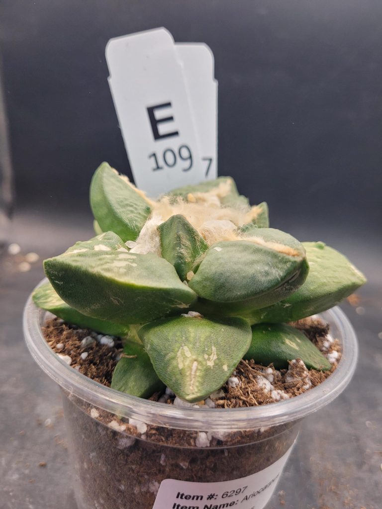 Ario ariocactus “Godzilla” – Rare and Spectacular Collector’s Cactus (5” Pot, Ships Bare Root) #E109 - Image 5
