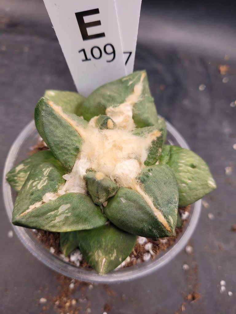 Ario ariocactus “Godzilla” – Rare and Spectacular Collector’s Cactus (5” Pot, Ships Bare Root) #E109 - Image 2