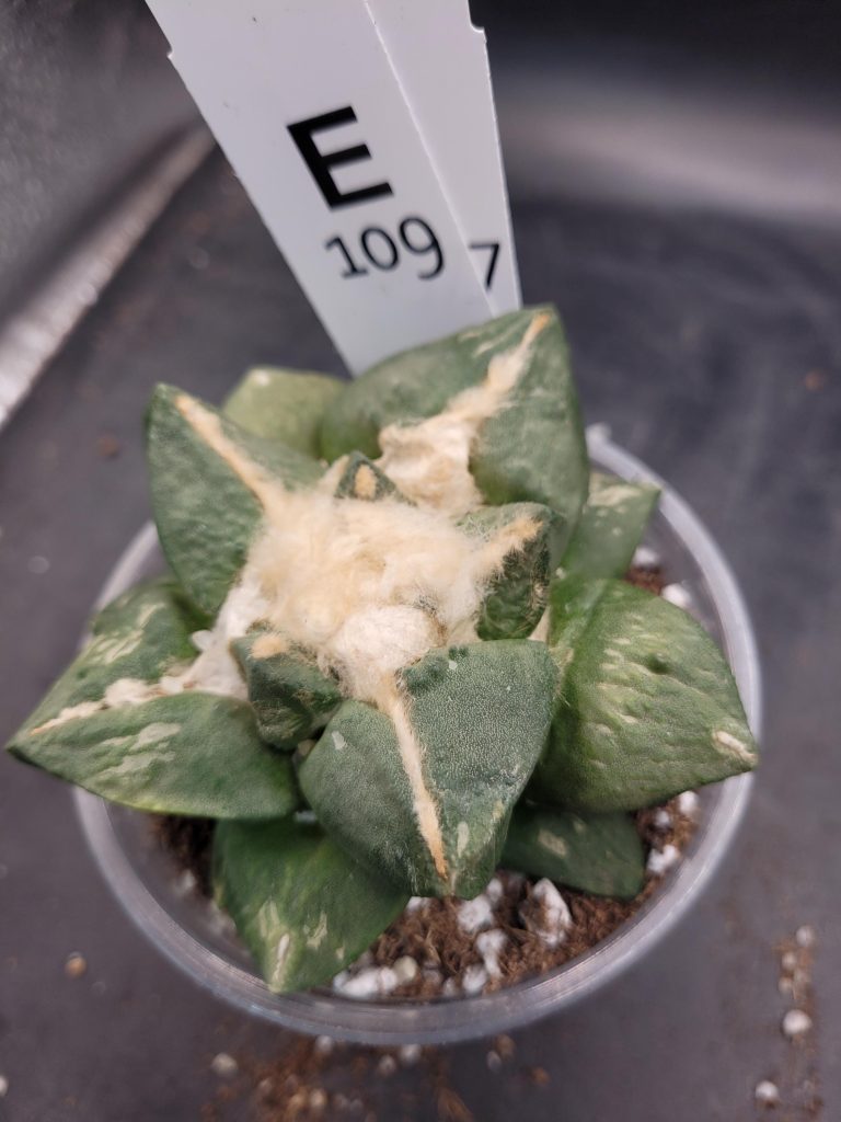 Ario ariocactus “Godzilla” – Rare and Spectacular Collector’s Cactus (5” Pot, Ships Bare Root) #E109 - Image 9