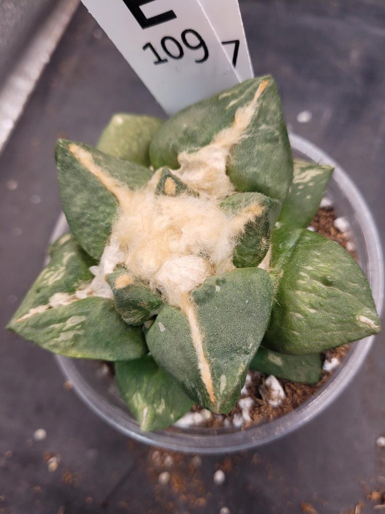 Ario ariocactus “Godzilla” – Rare and Spectacular Collector’s Cactus (5” Pot, Ships Bare Root) #E109 - Image 8