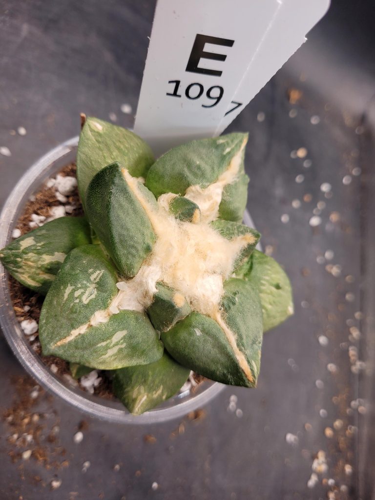 Ario ariocactus “Godzilla” – Rare and Spectacular Collector’s Cactus (5” Pot, Ships Bare Root) #E109 - Image 7