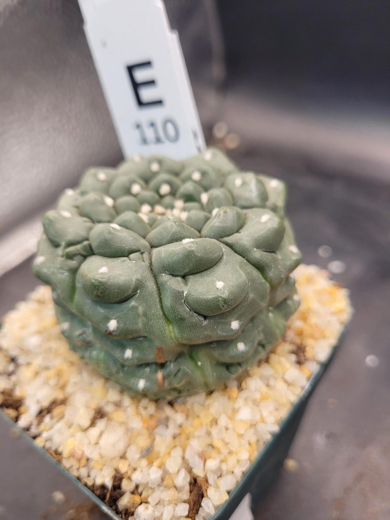 Astrophytum Kikko Large Unique Stunning Cactus Beautiful #E110 Live Cacti - 3.5 inch pot - Image 3