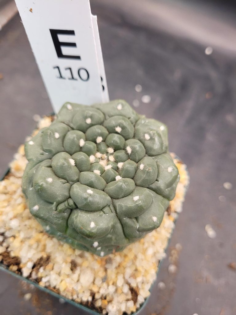 Astrophytum Kikko Large Unique Stunning Cactus Beautiful #E110 Live Cacti - 3.5 inch pot - Image 4