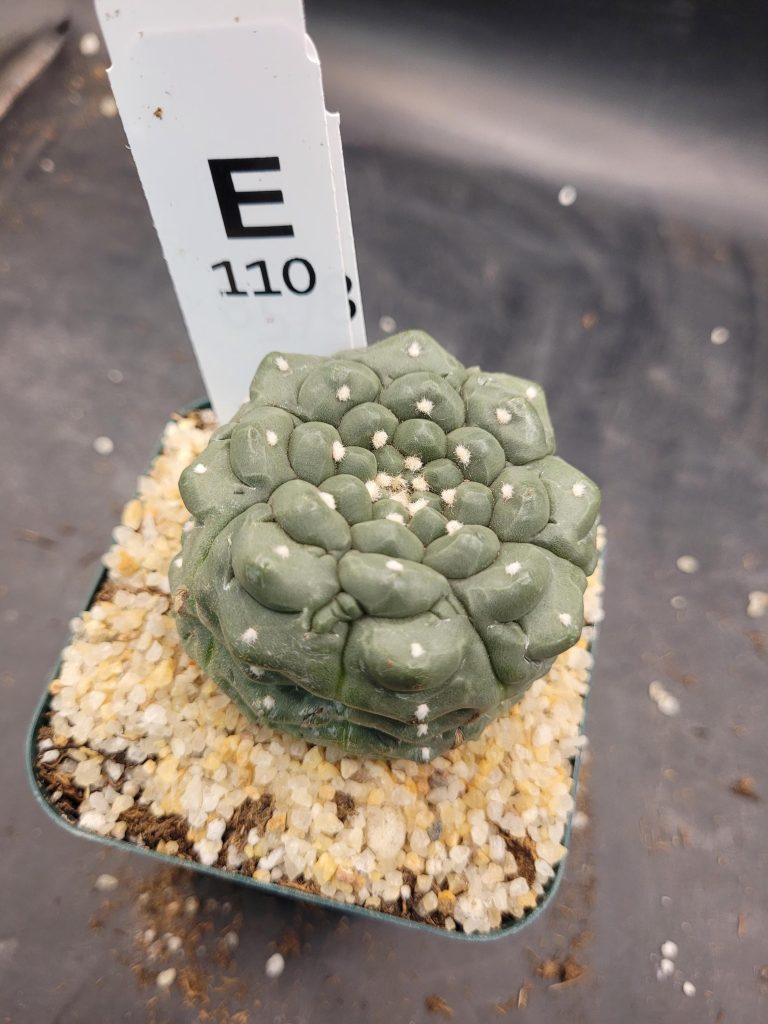 Astrophytum Kikko Large Unique Stunning Cactus Beautiful #E110 Live Cacti - 3.5 inch pot - Image 5