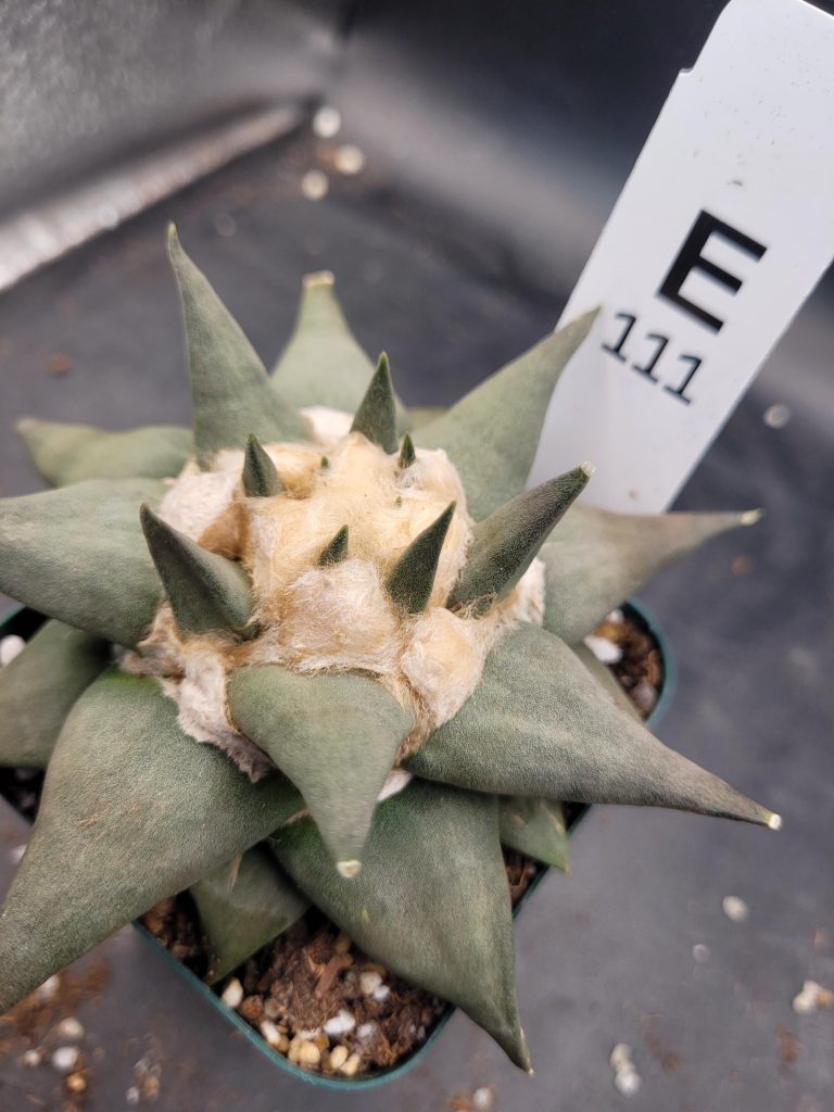 Ariocactus Retusus Confusus – Rare & Intriguing Stone Like Cactus In a 3.5" Pot, Over 4" Wide, Ships Bare Root #E111 - Image 5